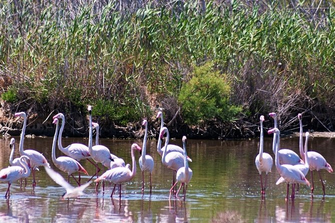 Albufera: Lake, Paella and Birdwatching - The Morning Start: Rice Fields, Traditions, and a Birdwatching Base