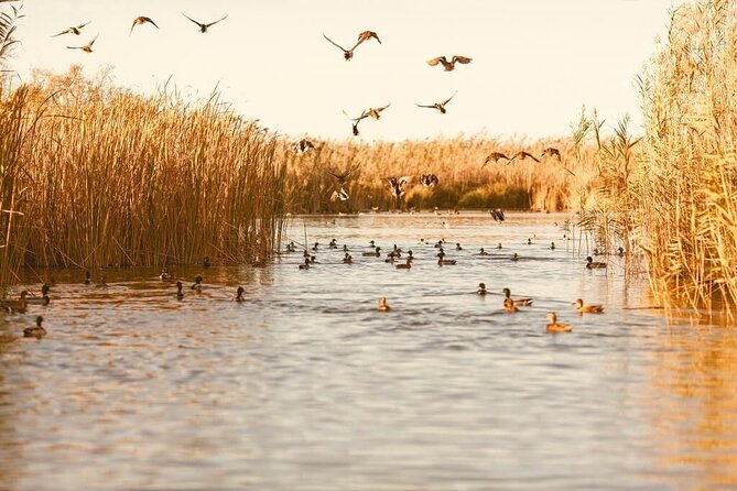 Albufera Natural Park with Sunset Boat Tour from Valencia - Stop 2 at El Saler Beach: dunes and Mediterranean air
