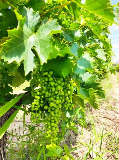 Alicante: Countryside Wine Tour with 4 Tastings - Photo stop, free time, and how to shop without feeling pressured