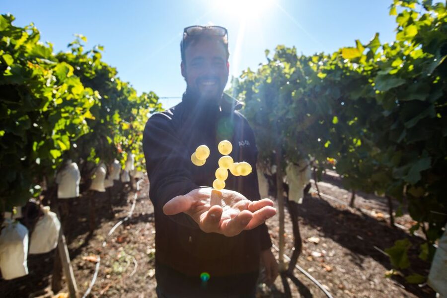Alicante: Countryside Wine Tour with 4 Tastings - Should you book this Alicante countryside wine tour?