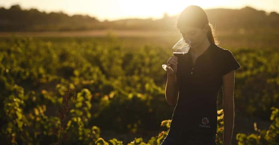 Alicante (Pinoso): Tour Experience Back from the Vineyard to the glass - The tasting: four Volver wines with local pairings