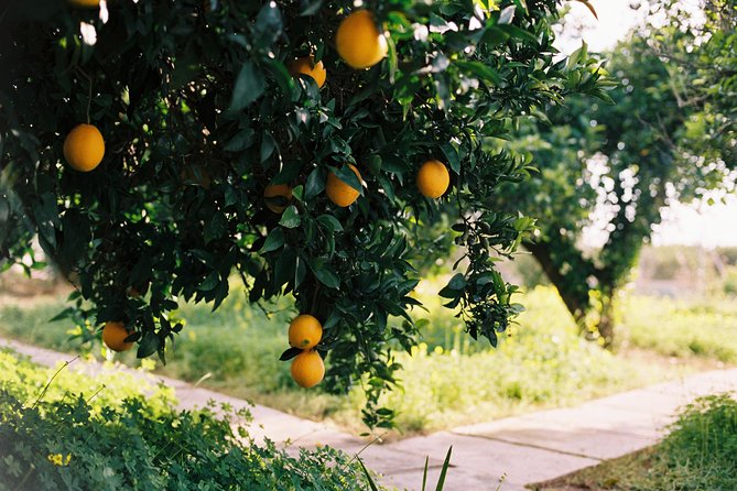 Authentic Valencian Paella Cooking Class - From Valencia pickup to the orange grove farmhouse