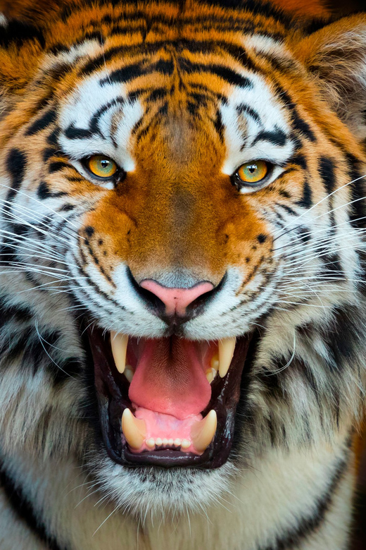 Benidorm: Terra Natura and Aqua Natura Combo Day Ticket - Terra Natura Benidorm: habitats, animals, and the show rhythm