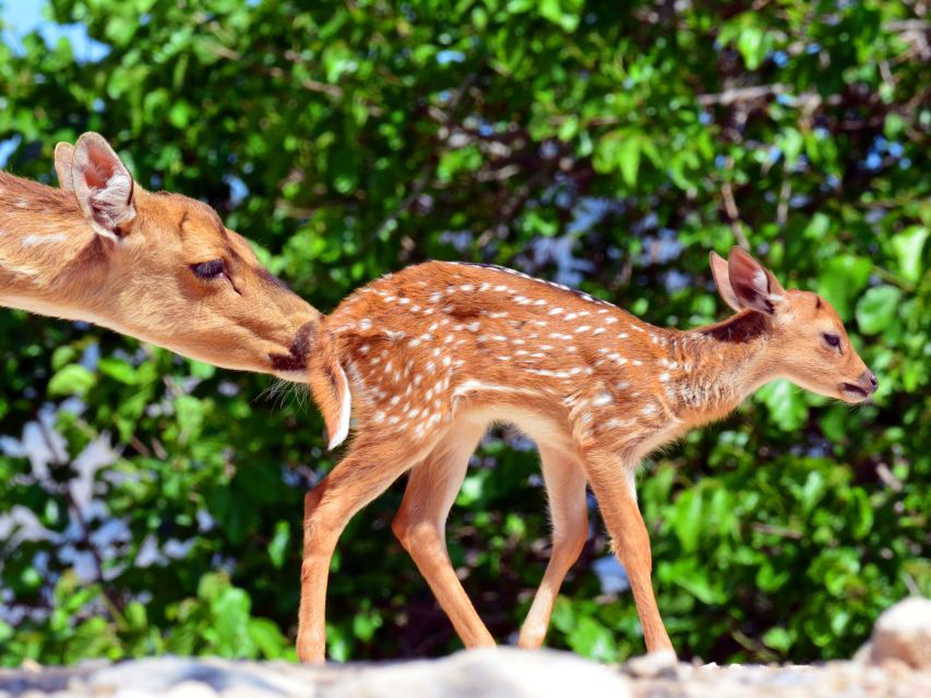Benidorm: Terra Natura Theme Park 1-Day Tickets - The animal highlights you should not miss
