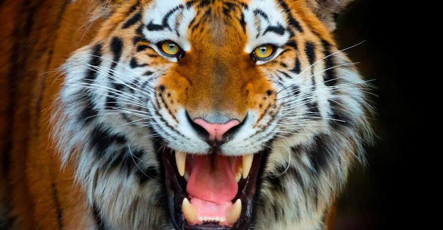 Benidorm: Terra Natura Theme Park 1-Day Tickets - Getting there and arriving ready to explore