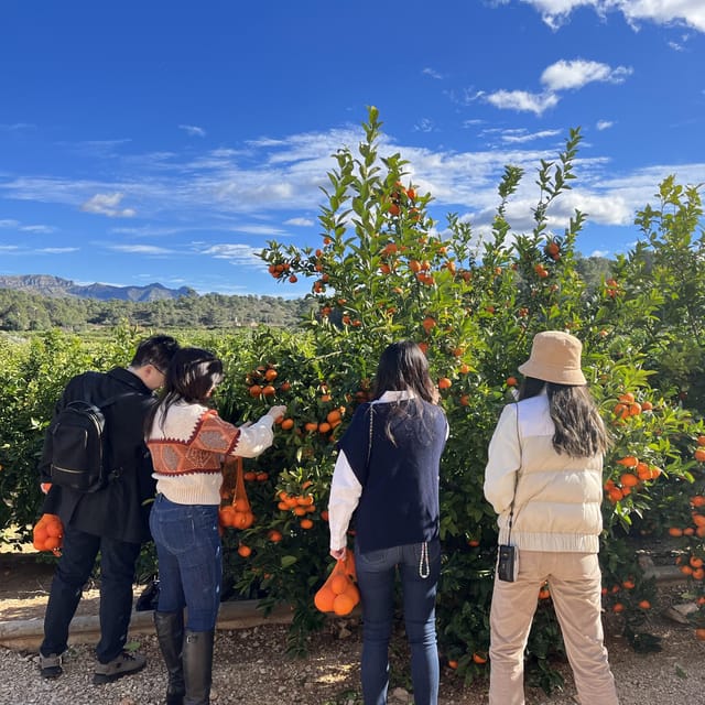 Citrus Treasures: Exploring Valencia's Orange Grove - Key highlights to expect