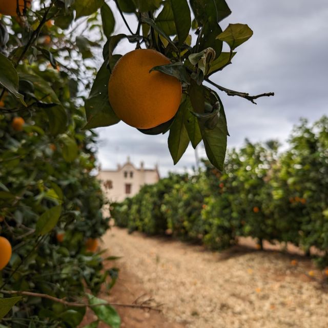 Citrus Treasures: Exploring Valencia's Orange Grove - Price and value: is $82 worth it?