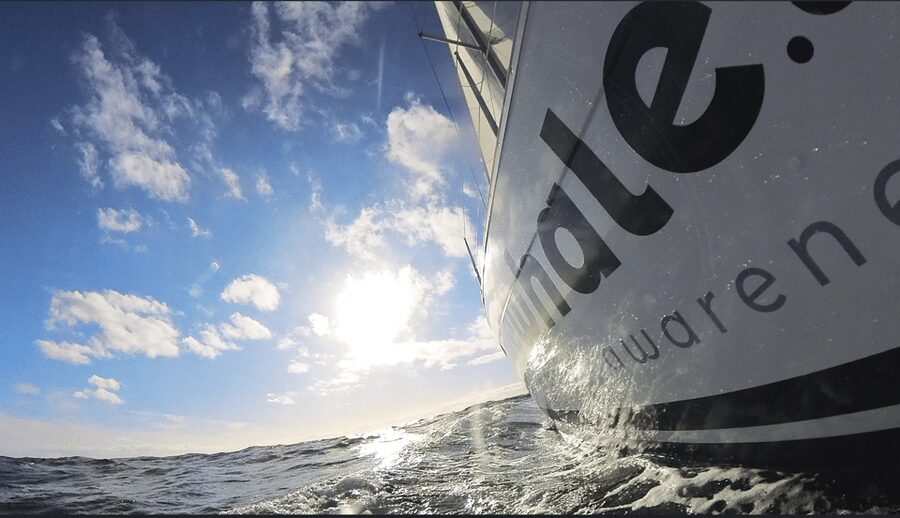 Denia: Sunset Electric Sailboat Cruise with Dolphin Spotting - Why this electric sailboat feels different at sunset