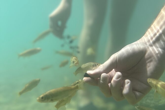 Discover Valencia's Magical Nature - Price and Value: Is $126.16 a Fair Deal for This Valencia Day?