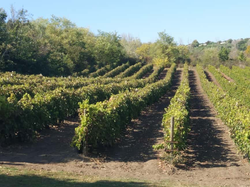 From Alicante and Elche: Guided tour for vineyard and winery with tasting - Key things to know before you go