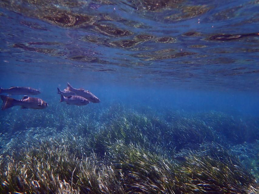 From Santa Pola: Snorkel Trip in Tabarca Island - Guided snorkeling around Tabarca’s coves, beaches, and ports