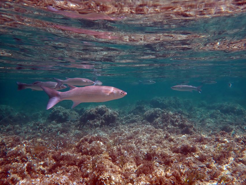 From Santa Pola: Snorkel Trip in Tabarca Island - Who this snorkeling trip suits best