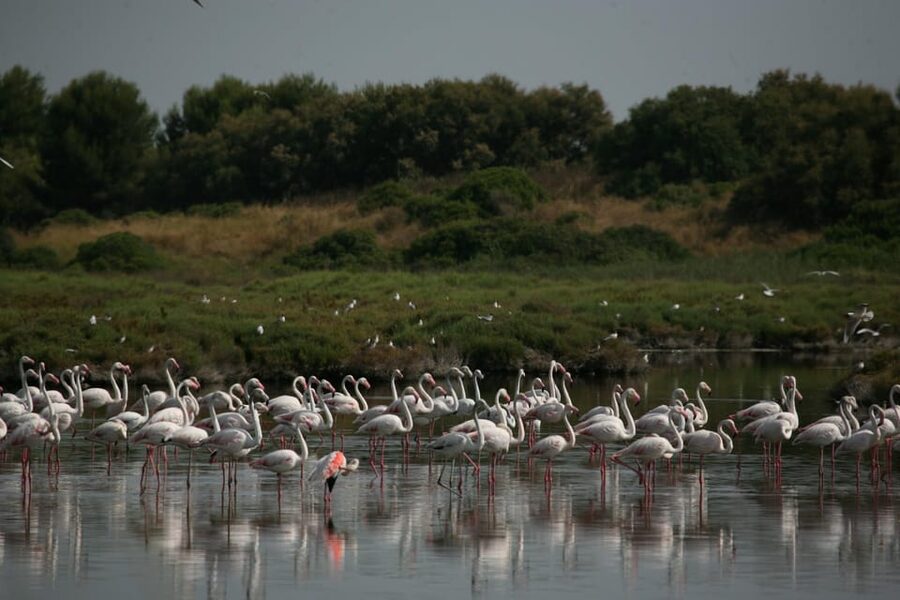 From Valencia: Albufera Boat Ride, Sunset & Paella Included - Practical tips that make the tour smoother