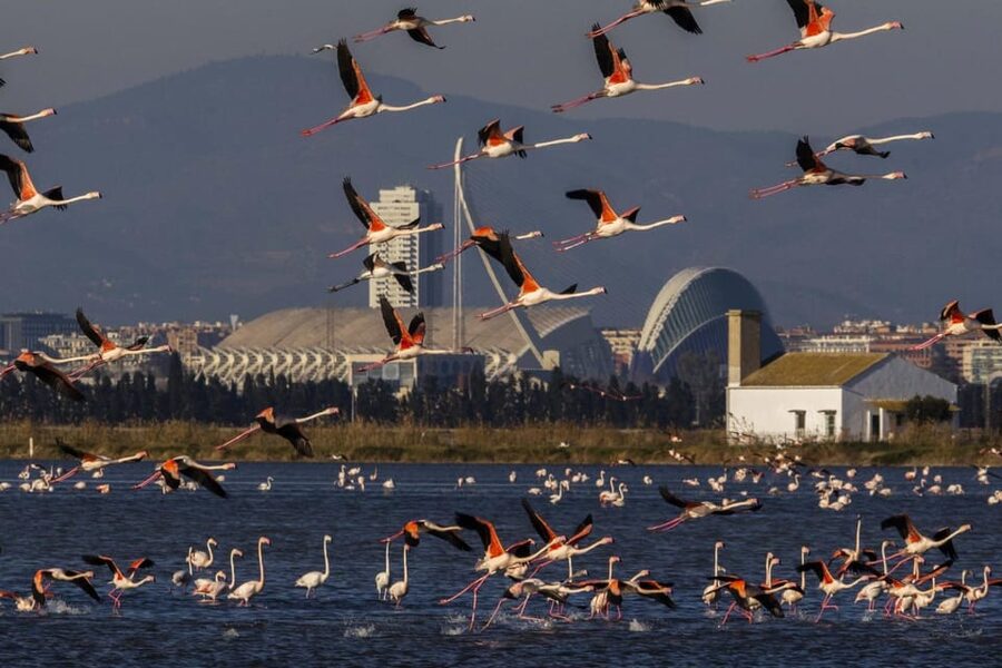 From Valencia: Albufera Boat Ride, Sunset & Paella Included - Centro Comercial Saler meet up, and the clean 4-hour rhythm