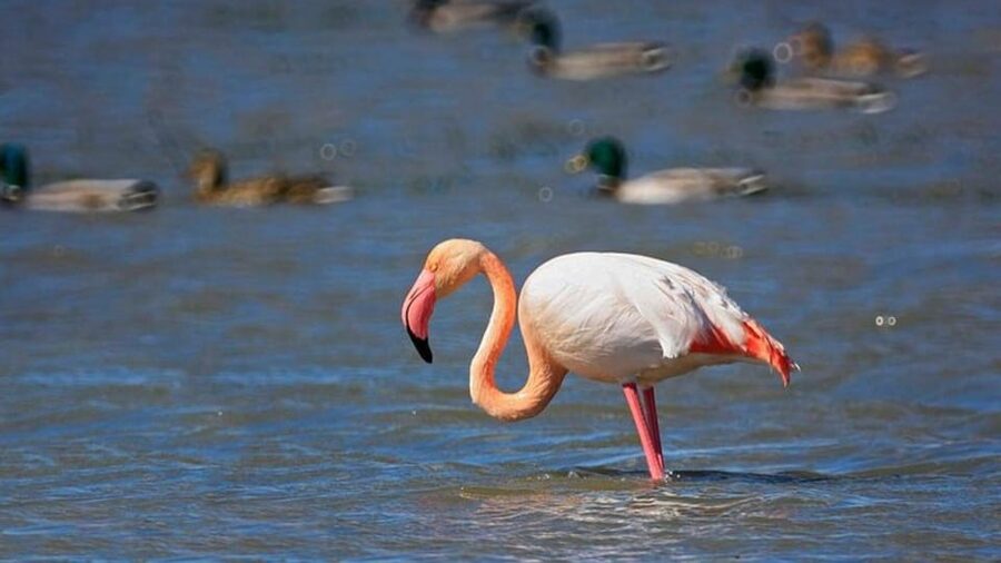From Valencia: Albufera Day Trip with Boat Tour and Transfer - Palmar fishing village: small island life inside the lagoon