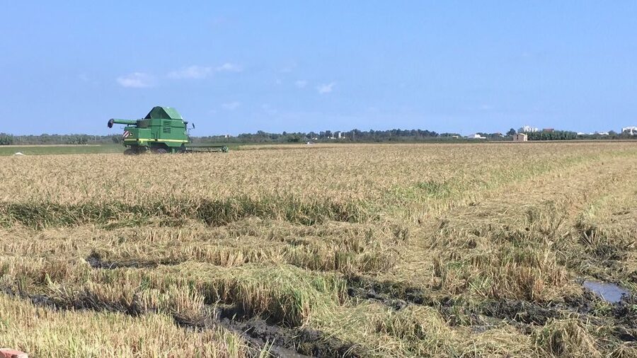From Valencia: Albufera Day Trip with Boat Tour and Transfer - Packing tips that actually matter on the lagoon