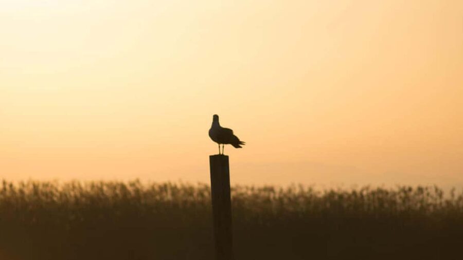 From Valencia: Albufera Day Trip with Boat Tour and Transfer - Getting started at Serranos Towers, plus the timing you should expect