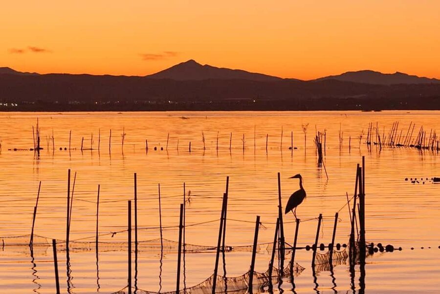 From Valencia: Albufera Natural Park with Sunset Boat Tour - The 50-minute guided walk at Albufera: what you actually learn