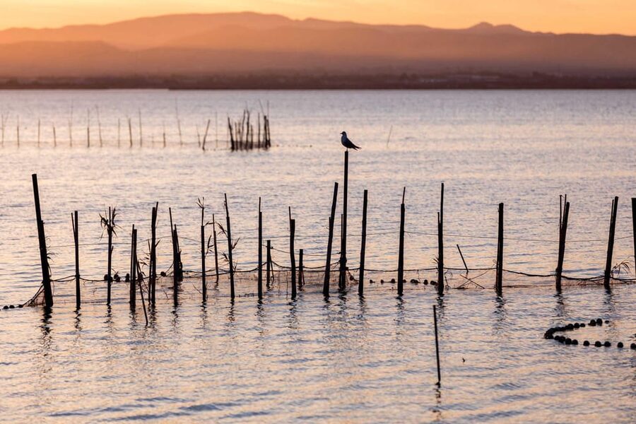 From Valencia: Albufera Natural Park with Sunset Boat Tour - From the lake to the dunes of El Saler: the nature in-between moments