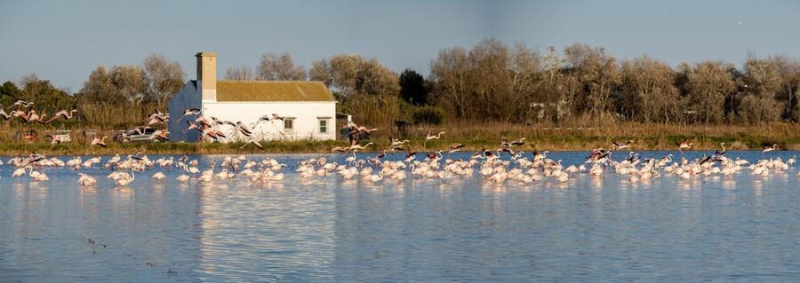 From Valencia: Albufera Private Tour, Paella & Boat Ride - Who this tour suits best, and when flamingos are more realistic