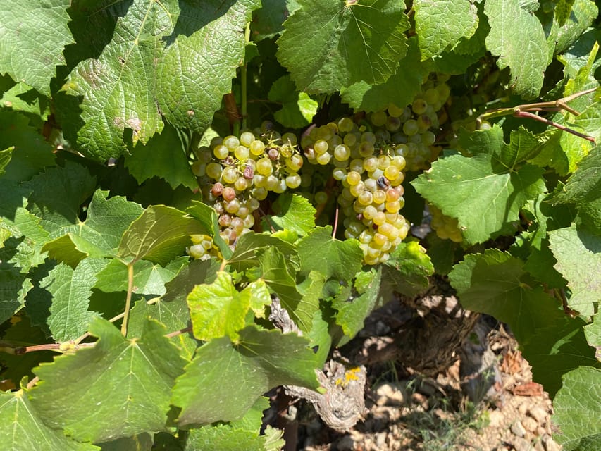 From Valencia: Utiel-Requena Wine Tour and Traditional Lunch - The 4-wine tasting and surprise food pairing, how to taste without overthinking