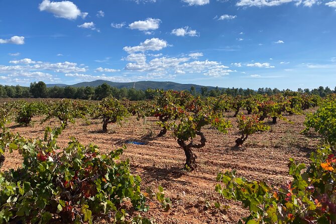 Full Day Private Requena Wineries Premium Tastings - Quick hits on this private Requena wine experience