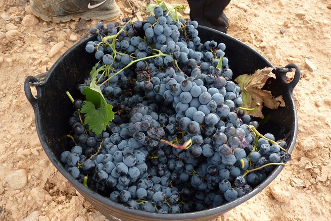 Full Day Private Requena Wineries Premium Tastings - Stop 3: Bodega Chozas Carrascal, organic DO Pago vineyards, and 6+ wines