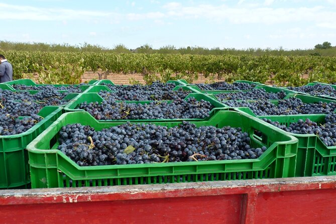 Full Day Private Requena Wineries Premium Tastings - Stop 4: Sierra Norte Winery and the mix of Bobal, Cava Rosé, and rare varieties