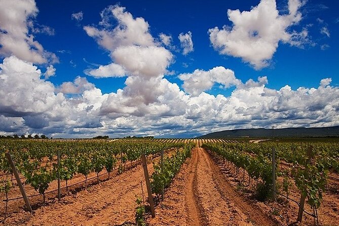 Full Day Private Requena Wineries Premium Tastings - What the “premium tastings” really mean for your wine palate