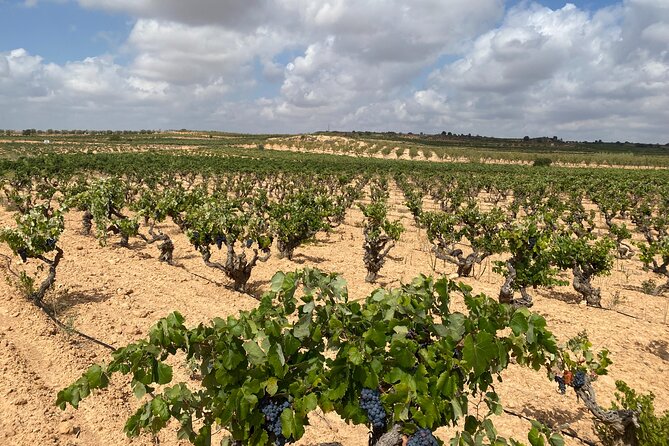 Full Day Private Requena Wineries Premium Tastings - Food, pairings, and how lunch supports the tastings