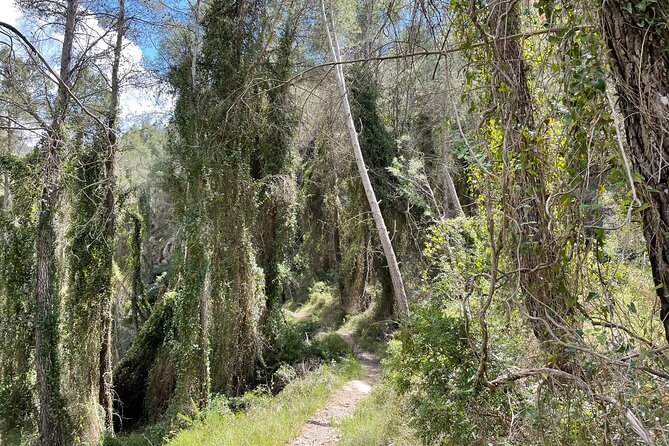 Hiking in Montanejos and swim in Thermal Springs - OFFICIAL GUIDE - Climbing Again: Views Across the Ravine and a Pine-Forest Descent