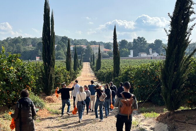 Live an Experience Among Orange Trees in Huerto Ribera - Carcaixent, Valencia, and why orange groves matter