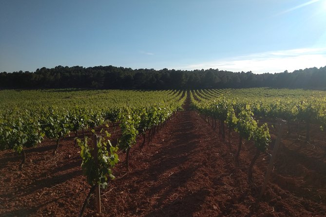 Private Wineries Tour from Valencia (morning tour) - Price and logistics: what you get for $156.62
