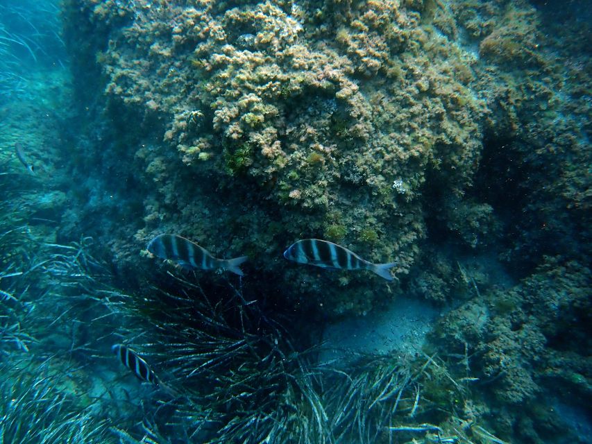 Santa Pola: 3-Hour Scuba Diving near Tabarca - Key highlights in plain English