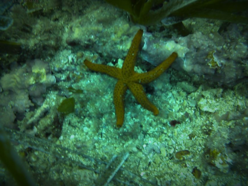 Santa Pola: 3-Hour Scuba Diving near Tabarca - Santa Pola and Tabarna: why this setup works for first-time scuba