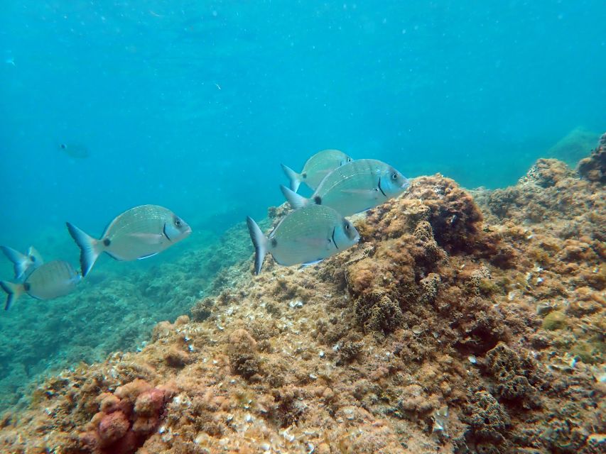 Santa Pola: 3-Hour Scuba Diving near Tabarca - The 3-hour flow: what happens before you go underwater