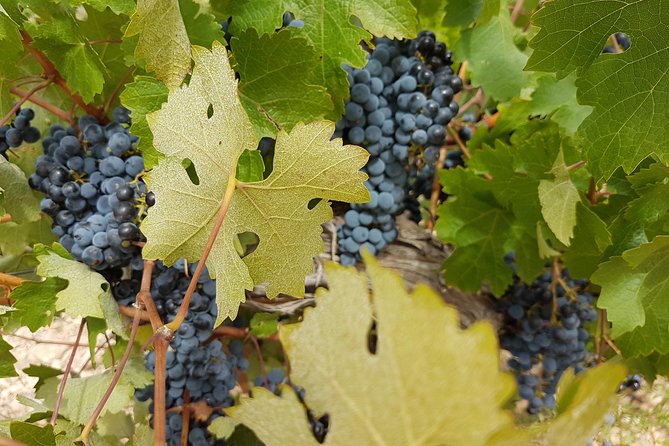 Singular Valencia Wine Tour Utiel Requena Wineries - Should you book this wine tour from Valencia?