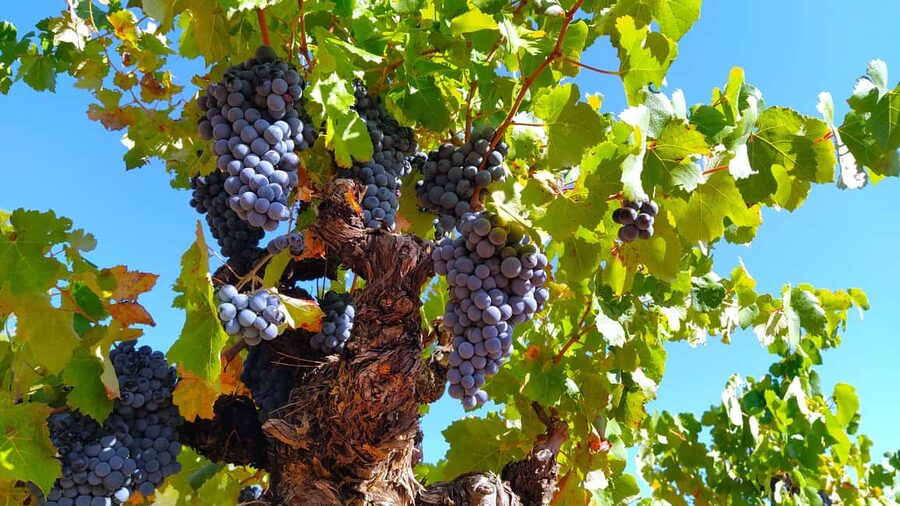 Small-Group Wine Tour from Valencia with Tastings Max 7 - Requena is the right half-day escape from Valencia