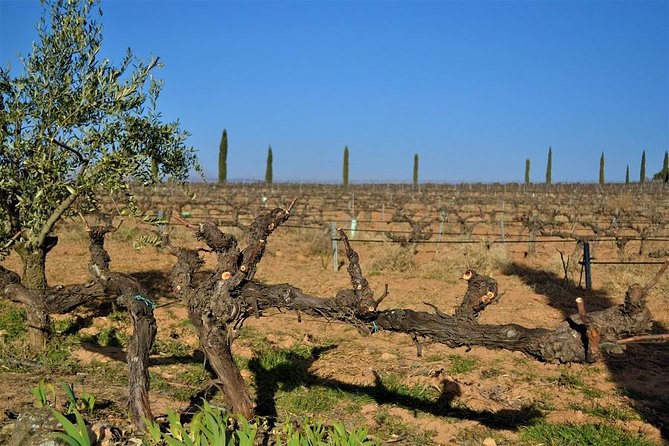 Small-Group Wine Tour with Local Expert (7 max) - Getting to Requena without wasting your time in Valencia