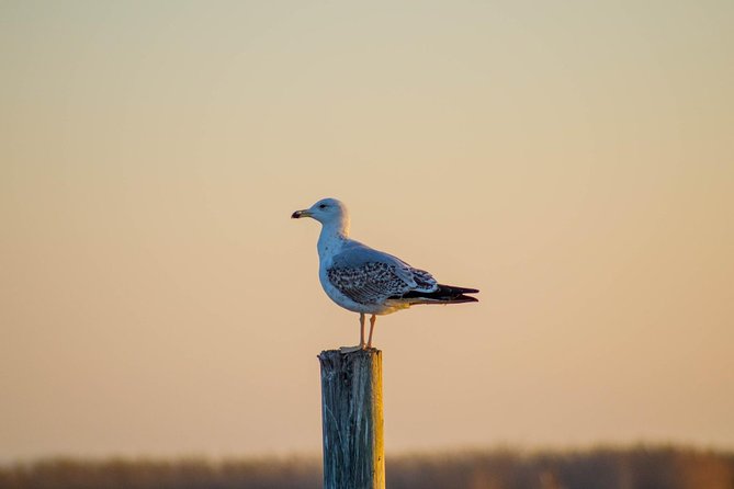 The Original Albufera Tour: Barraca, Boat Ride & Local Guide - The electric boat ride and sunset timing that actually works