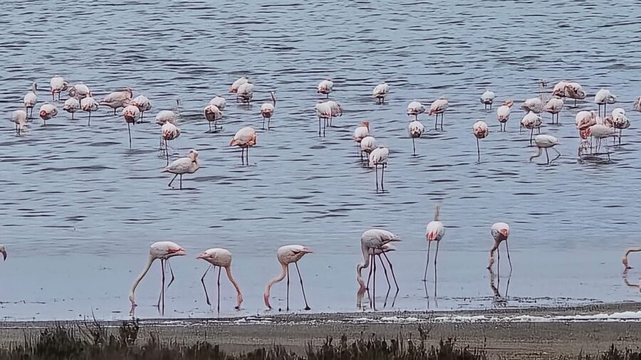 Torrevieja: Natural Parks e-Bike Tour - Who this tour suits best, and who should think twice