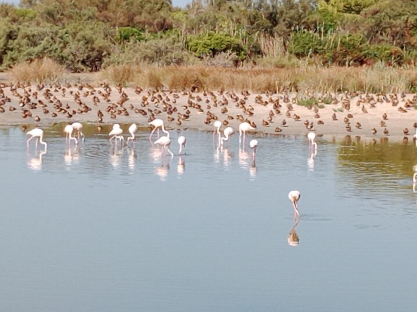 Valencia: Albufera Jeep and Boat Tour - Who should book this Albufera tour