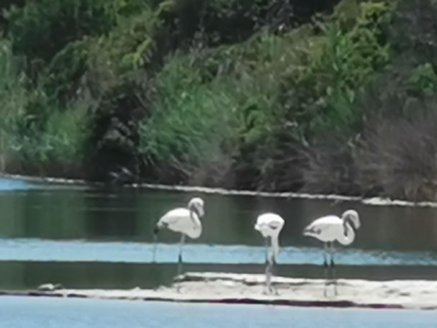 Valencia: Albufera Natural Park Bike and Boat Tour - How long it takes, when the boat runs, and what weather changes