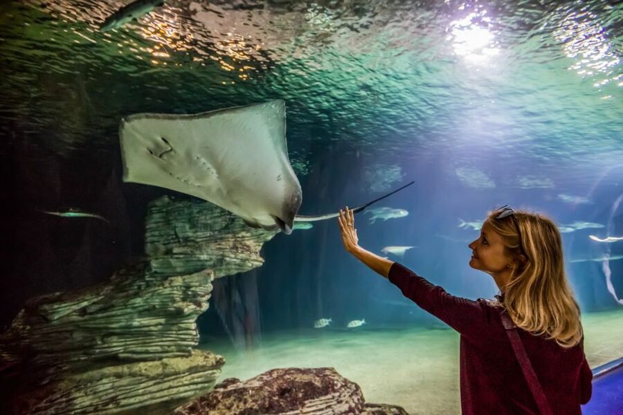 Valencia: Oceanogràfic Entry Ticket - The longest underwater tunnel: sharks up close without the guesswork