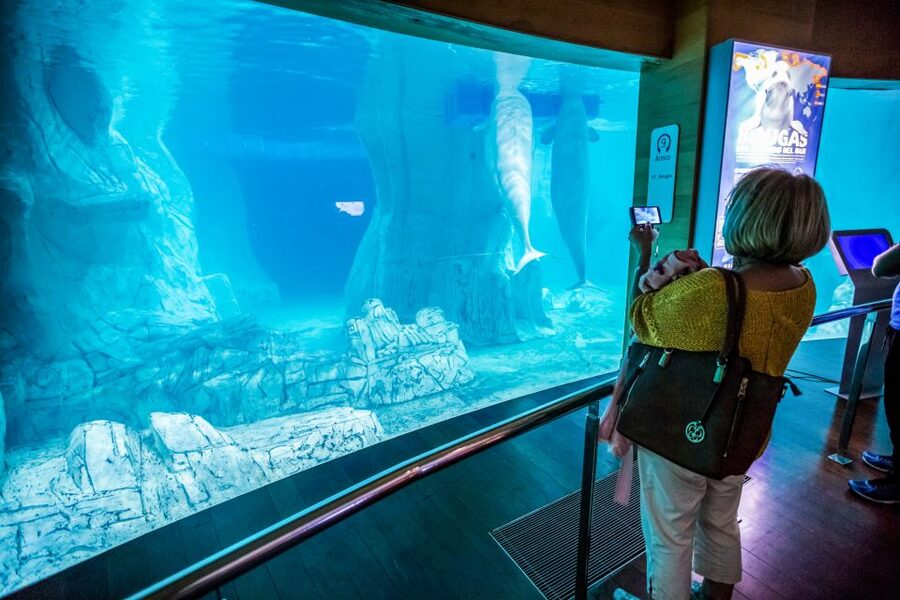 Valencia: Oceanogràfic Entry Ticket - Beluga whales and the Arctic-style star moments