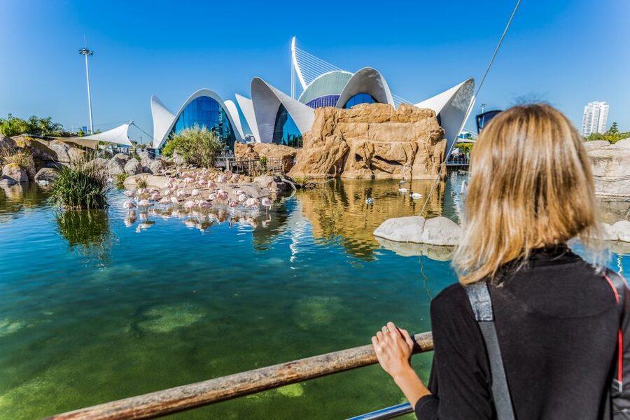 Valencia: Oceanogràfic Entry Ticket - Penguin, sea lion, walrus, and sawfish zones: variety that keeps you moving