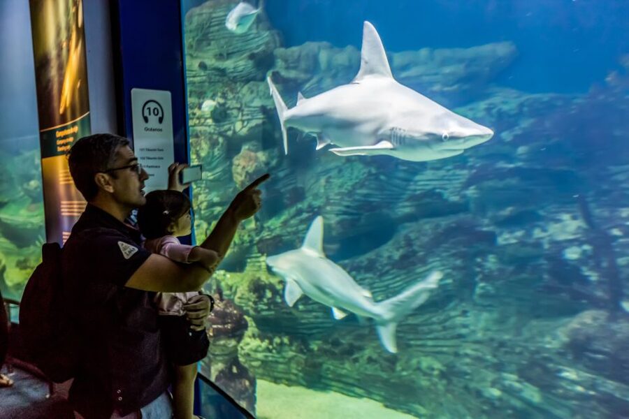Valencia: Oceanogràfic Entry Ticket - Price and value: what $44 buys you for a full marine tour