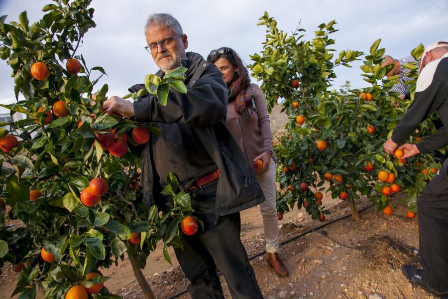 Valencia: Orange Farm and Orchard Trip with Tastings - Key points at a glance