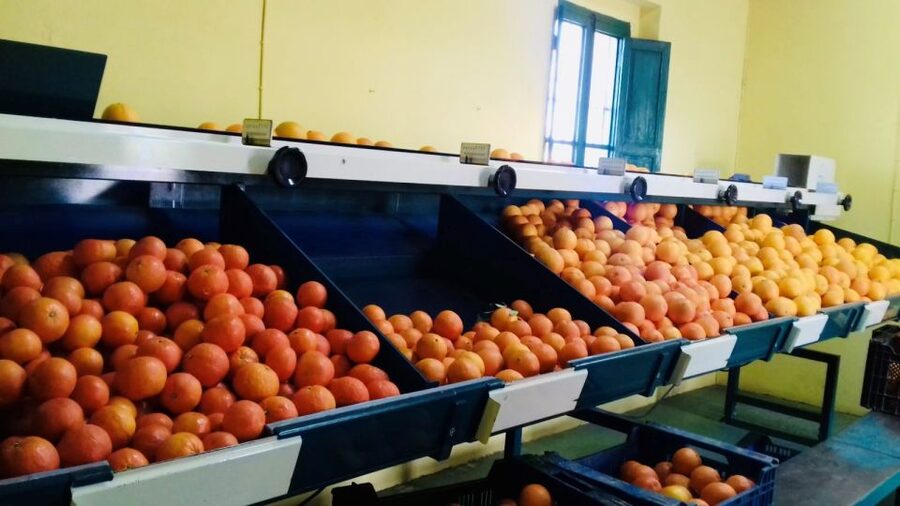 Valencia: Orange Farm and Orchard Trip with Tastings - FAQ