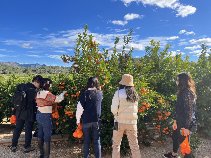 Valencia: Orange Farm and Orchard Trip with Tastings - Picking oranges to take home: plan for your season and your luggage